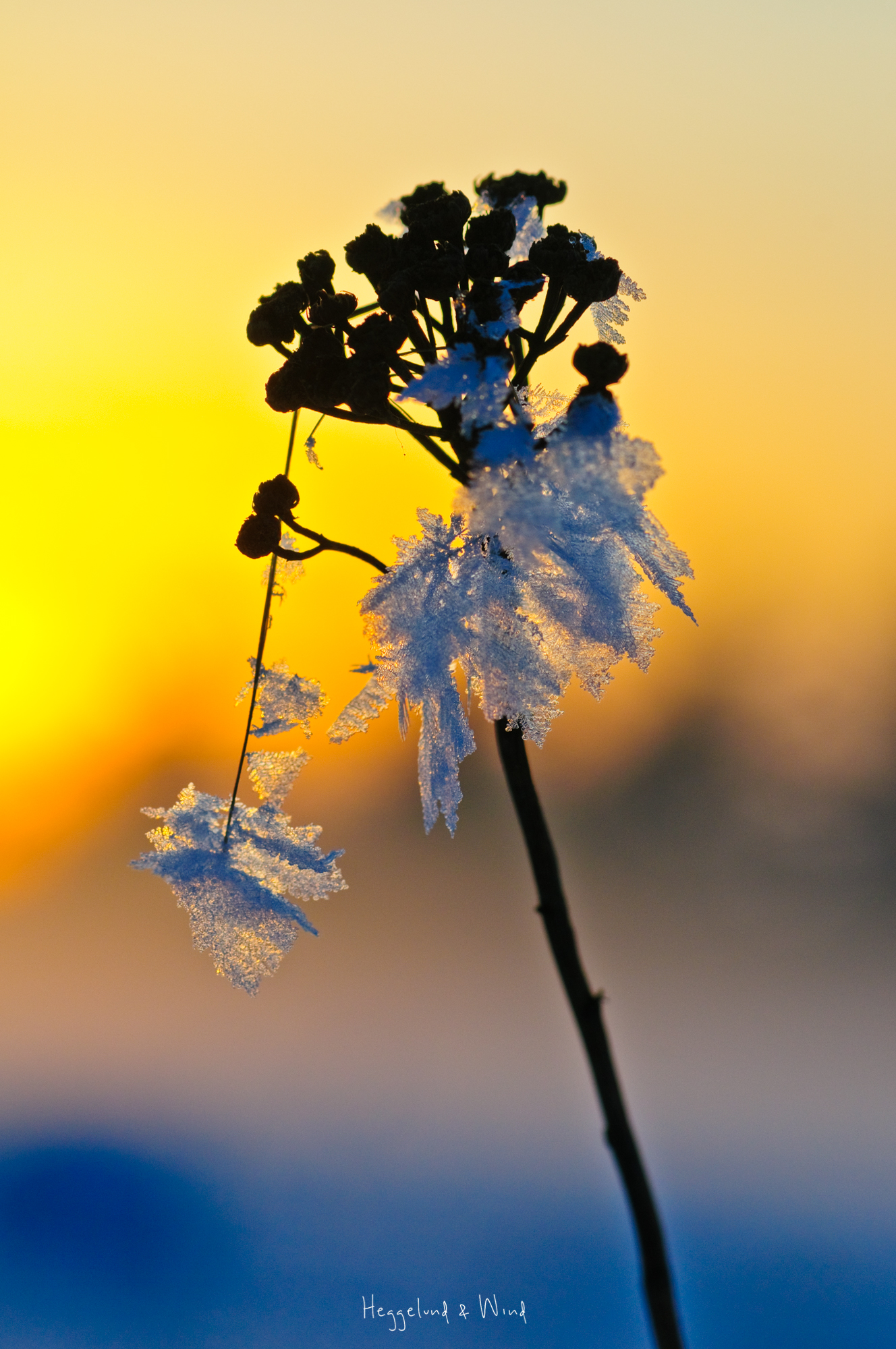 King Frost-20100126-0005.jpg